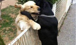 狗配种在线观看,揭秘动物繁育的奇妙瞬间