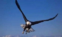 上帝之鹰爆料视频完整版,完整版事件始末深度剖析